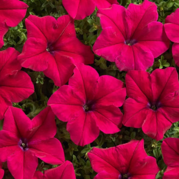 Петуния грандифлора Мистрал F1 бургунди