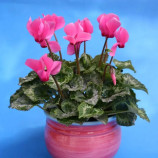 Цикламен міні Бетті 