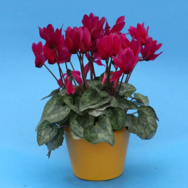 Цикламен міні Гільда