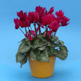 Цикламен міні Гільда