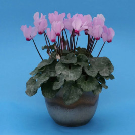 Цикламен міні Розмарі 