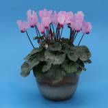 Цикламен міні Розмарі 