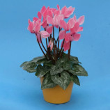 Цикламен міні Хельга 