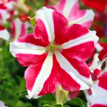 Петуния грандифлора Фалкон F1 красная с белой звездой