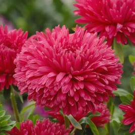 Астра Аполлония красная