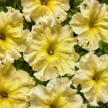 Петуния грандифлора Желтая F1