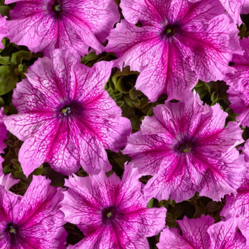 Петуния Снени F1 розовая с фиолетовыми прожилками 