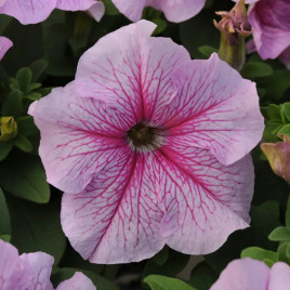 Петуния Дедди F1 пепперминт