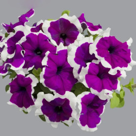 Петуния Лимбо F1 фиолетовое пикоте