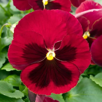 Віола Тремпет S1 червона з вічком 