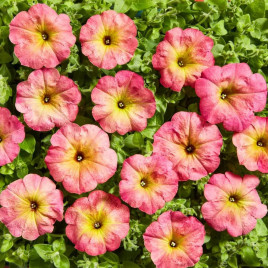 Петунія мультіфлора Зора F1 жовта з рожевими краями