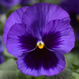 Віола Тремпет S1 синя з вічком