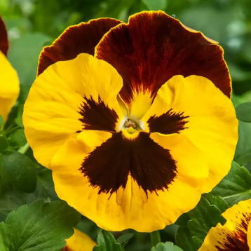 Віола Тремпет S1 червона з крилом