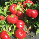 Калабрезе F1 семена перца сладкого тип Ротунда/Гогошара окр-припл 7-9 см красн (United Genetics)