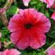 Петуния грандифлора Дедди F1 красная