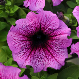 Петуния грандифлора Дедди F1 шугар 