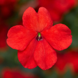 Бальзамін Імара F1 помаранчевий 