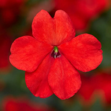 Бальзамин Имара F1 оранжевый 