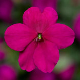 Бальзамин Имара F1 пурпурный 