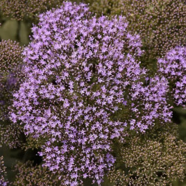 Трахелиум Мичиган синий