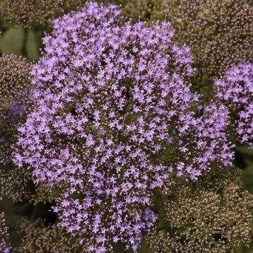 Трахелиум Мичиган синий