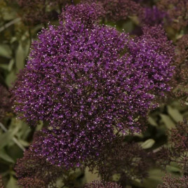 Трахелиум Мичиган фиолетовый 