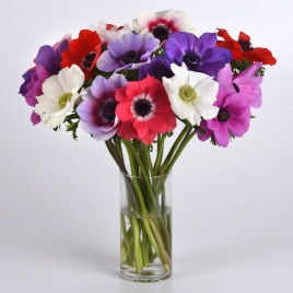 Анемона Мона Ліза суміш 