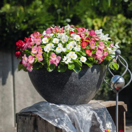 Бегония Спринт Плюс F1 смесь