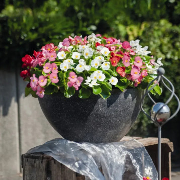 Бегонія Спринт Плюс F1 суміш