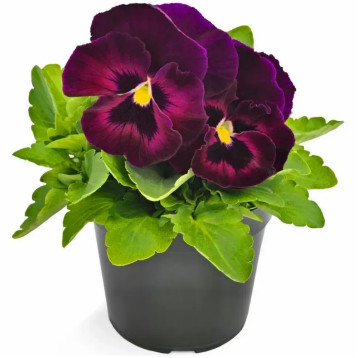 Віола Інспаєр Делюкс F1 рожевий велюр