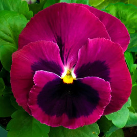 Виола Тремпет S1 розовая с глазком