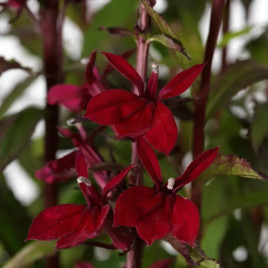 Старшип бургунди семена лобелии многол. (Pan American)