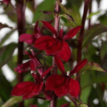 Старшип бургунди семена лобелии многол. (Pan American)