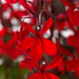 Старшип скарлет (бронзовый лист) семена лобелии многол. (Pan American)