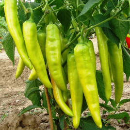 Эроико F1 семена перца горького конич. до 20 см зел./красн. (United Genetics)