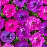 Петунія Зоряне небо F1 суміш