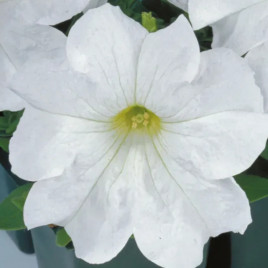 Петуния грандифлора Игл F1 белая 