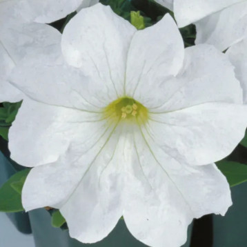 Петуния грандифлора Игл F1 белая 