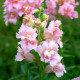 Мадам Батерфляй F1 пинк (pink) семена антирринума на срез однол. (Syngenta)