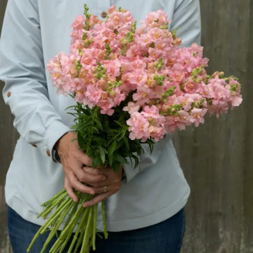 Мадам Батерфляй F1 пинк (pink) семена антирринума на срез однол. (Syngenta)