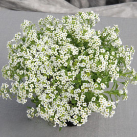 Гига белый (white) семена алиссума (лобулярия, каменник) однол. (Benary)