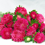 Айстра Сірінга темно-кармінова 