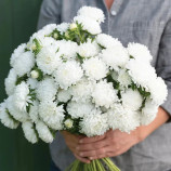 Астра Аполлония белая