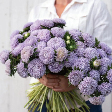 Айстра Леді Корал лавандова