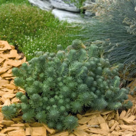 Седум Оракул