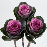 Капуста декоративная Кондор F1 красная 