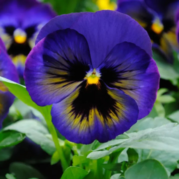 Віола Матрікс F1 міднайт глоу