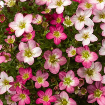 Камнеломка Лофті Пінк Шейдс