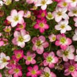 Камнеломка Лофті Пінк Шейдс