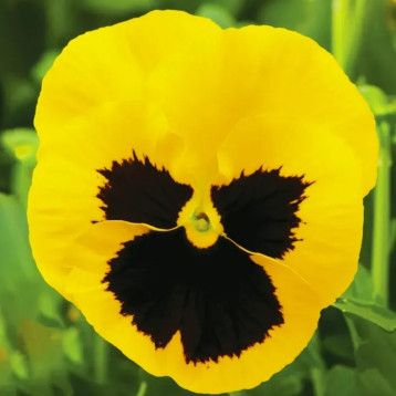 Віола Тремпет S1 жовта з оком